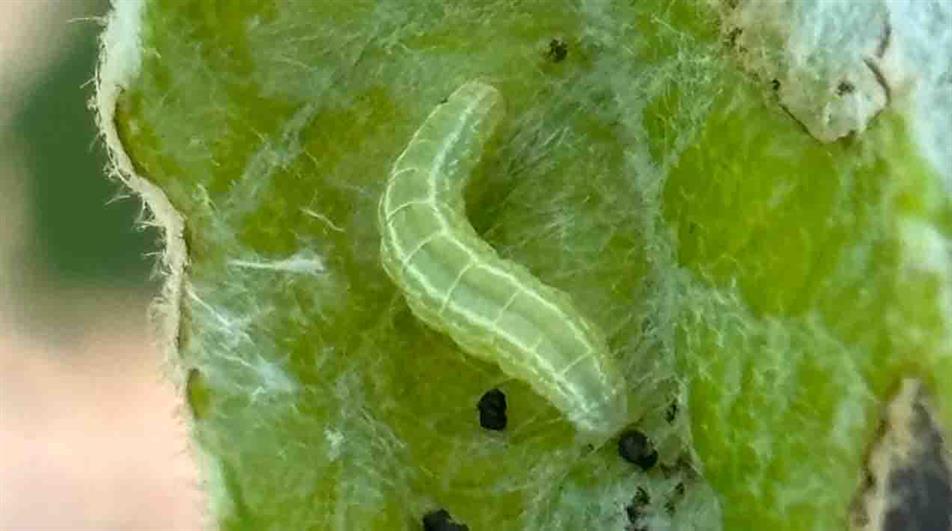 Winter moth caterpillar